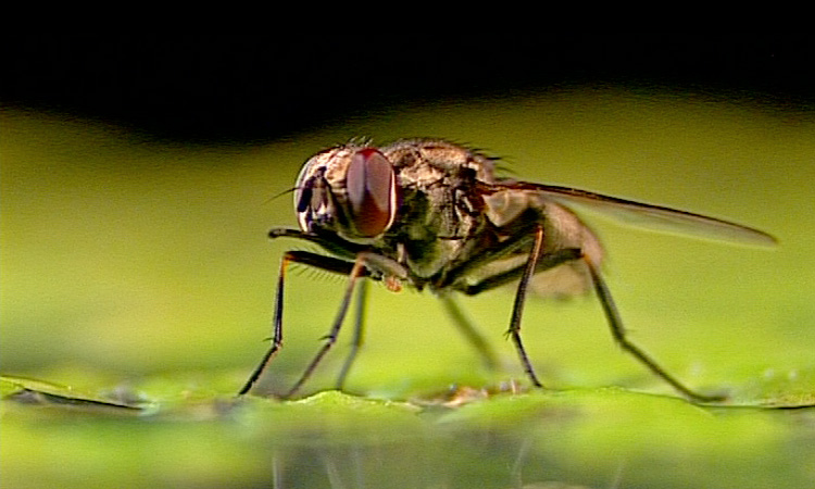 Le peuplement du milieu par les Mouches - 5mn 17s 